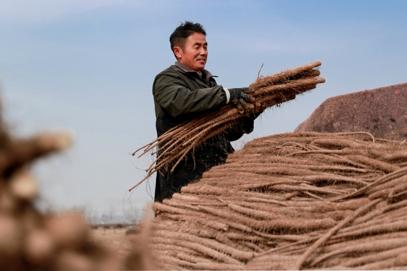 Henan : la récolte d'ignames de Chine bat son plein dans le comté de Suixian