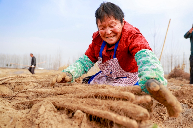 Henan : la récolte d'ignames de Chine bat son plein dans le comté de Suixian
