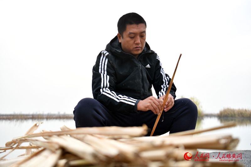 Hebei : du gaspillage des joncs à « l'herbe à argent » avec un atelier de création de richesse à Xiong'an