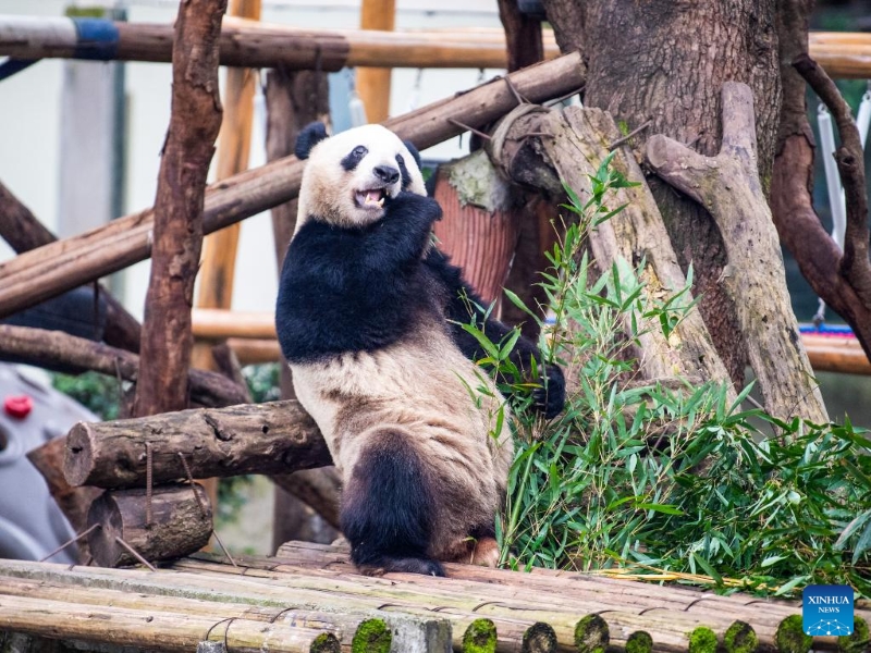 Un panda géant mange du bambou au zoo de Chongqing, dans la municipalité de Chongqing (sud-ouest de la Chine), le 22 décembre 2025. (Xinhua/Tang Yi)