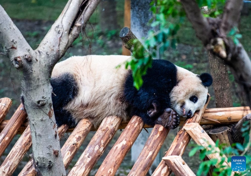 Fin des travaux de rénovation de la maison du panda géant du zoo de Chongqing