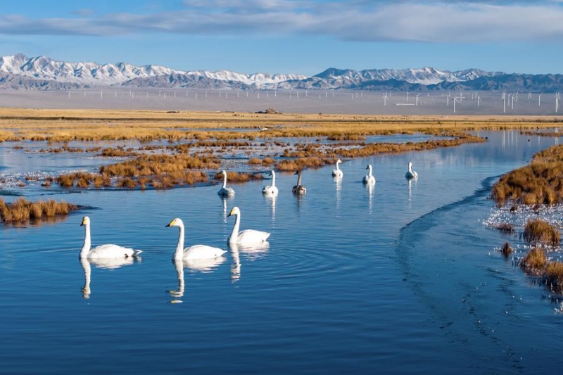 La Chine a obtenu des progrès constants en conservation écologique et transition verte pendant le 14e Plan quinquennal