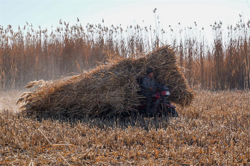 Xinjiang : les agriculteurs locaux luttent contre la désertification dans le comté de Moyu