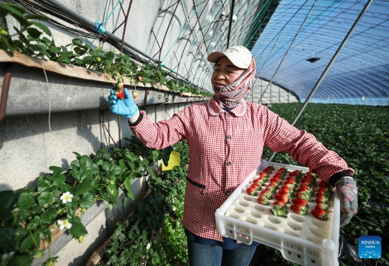 Liaoning : à Donggang, les autorités locales améliorent l'économie basée sur la fraise