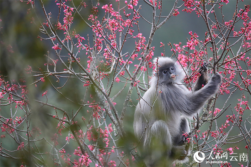 Un langur gris d'Indochine, une espèce de singe rare bénéficiant d'une protection nationale de première classe en Chine, mange des fleurs de cerisier d'hiver dans la réserve naturelle nationale de Wuliangshan, dans la province du Yunnan (sud-ouest de la Chine). (Run Ning/Le Quotidien du Peuple en ligne)