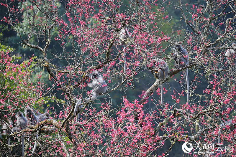 Yunnan : plus de 100 singes rares se régalent des fleurs de cerisier d'hiver à Wuliangshan