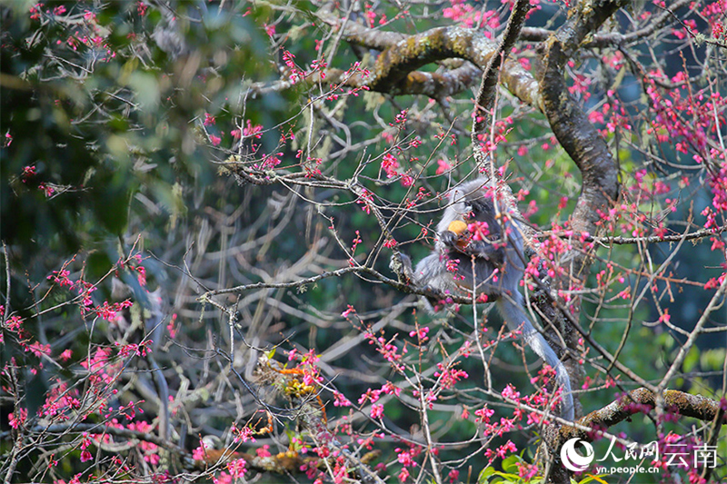 Yunnan : plus de 100 singes rares se régalent des fleurs de cerisier d'hiver à Wuliangshan