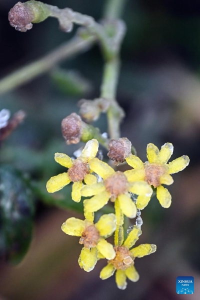 Guangxi : les paysages glacés du comté de Sanjiang attirent les visiteurs