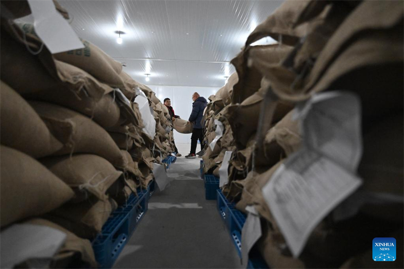 Henan : le comté de Puyang développe un système de production de café à chaîne industrielle complète