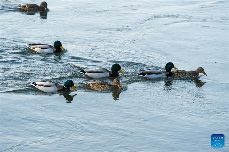 Jilin : histoire en photos de deux générations de gardiens d'oiseaux sur l'île de Changbai