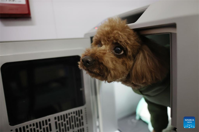 La Chine étend ses services de transport ferroviaire à grande vitesse d'animaux de compagnie pour les voyages de la Fête du Printemps