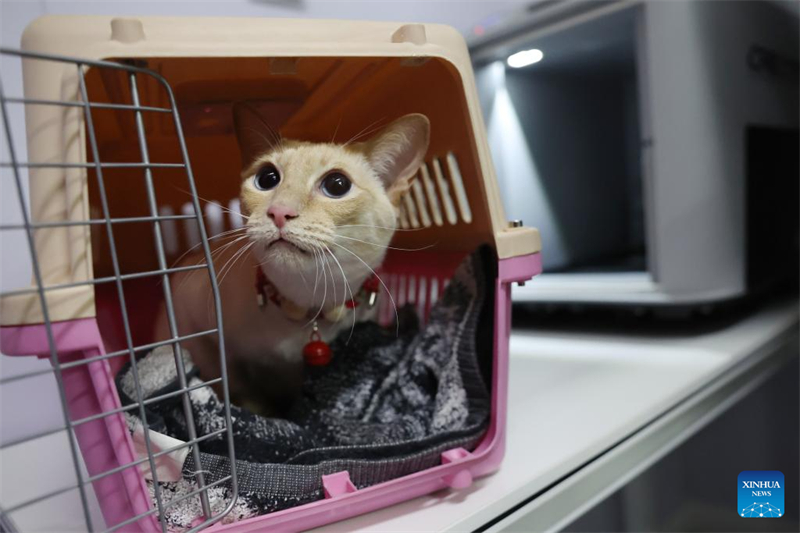 La Chine étend ses services de transport ferroviaire à grande vitesse d'animaux de compagnie pour les voyages de la Fête du Printemps