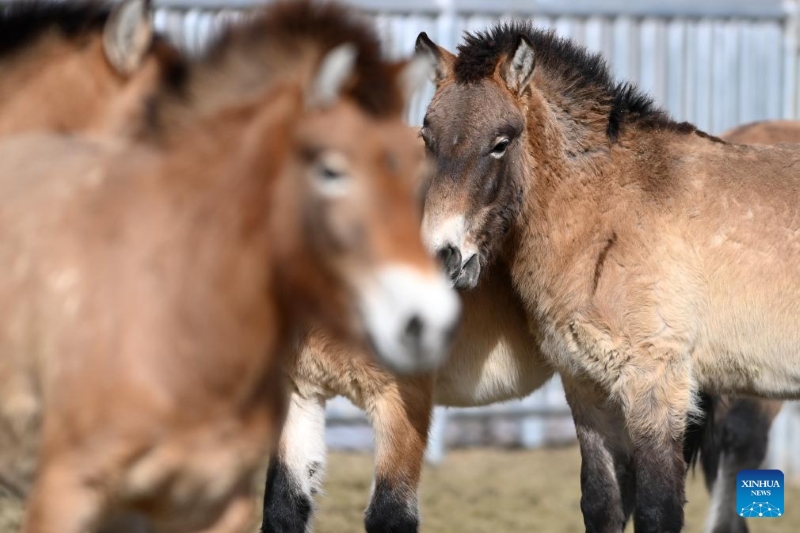 Gansu : la population de chevaux de Przewalski, une espèce en voie de disparition, augmente grâce aux efforts de protection