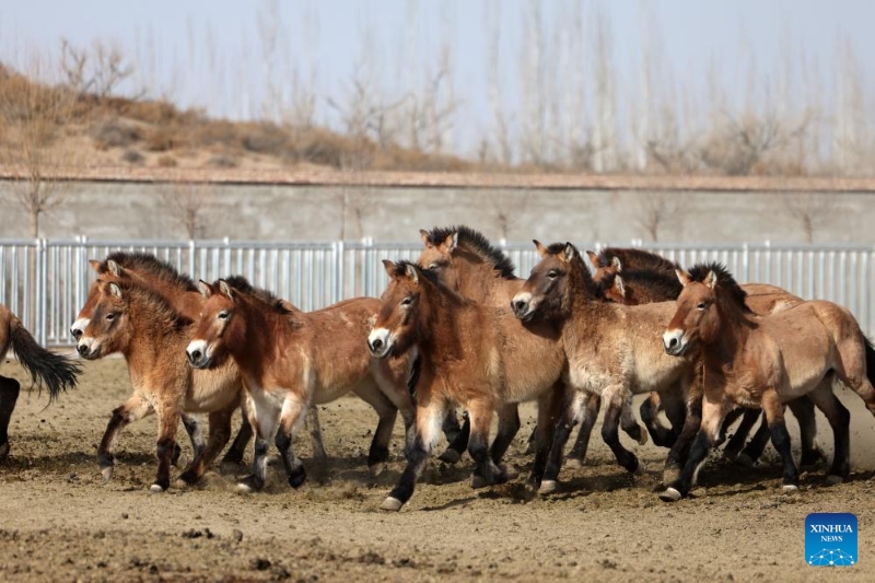 Gansu : la population de chevaux de Przewalski, une espèce en voie de disparition, augmente grâce aux efforts de protection