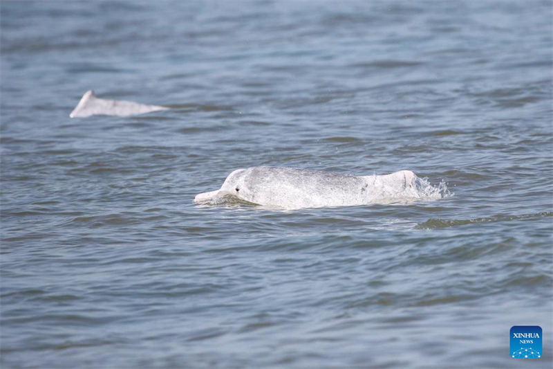 Un groupe de dauphins blancs de Chine aperçus dans les eaux au large de la province de Hainan