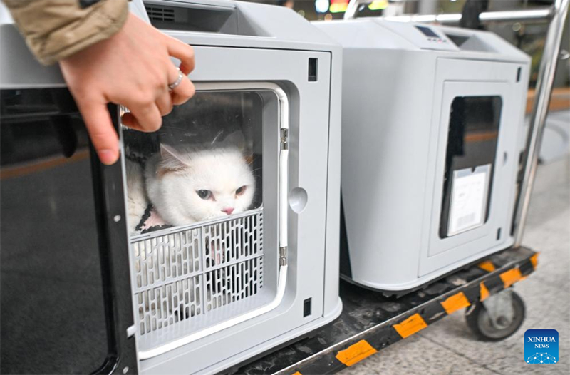 Des caisses de transport d'animaux de compagnie sont photographiées sur une plate-forme de la gare de Chongqing-Ouest, dans la municipalité de Chongqing (sud-ouest de la Chine), le 9 février 2026. (Tang Yi/Xinhua)
