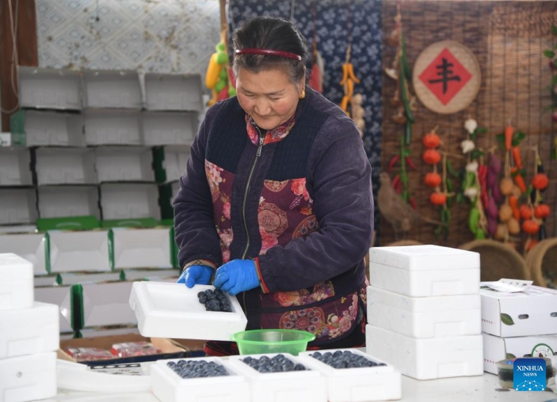 Beijing : le district de Pinggu stimule l'industrie de la myrtille via le commerce électronique et le tourisme