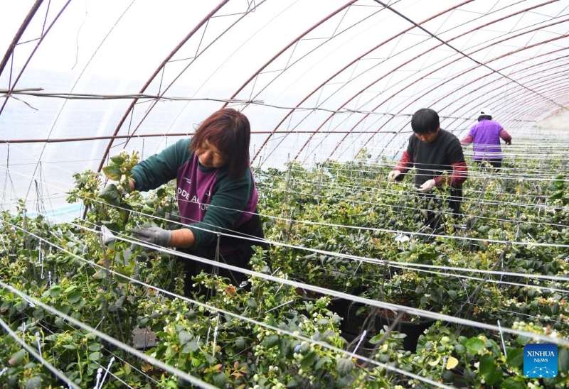 Beijing : le district de Pinggu stimule l'industrie de la myrtille via le commerce électronique et le tourisme