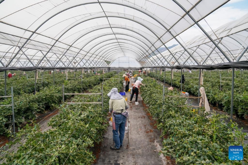 Yunnan : l'industrie de la myrtille prend de l'ampleur à Honghe