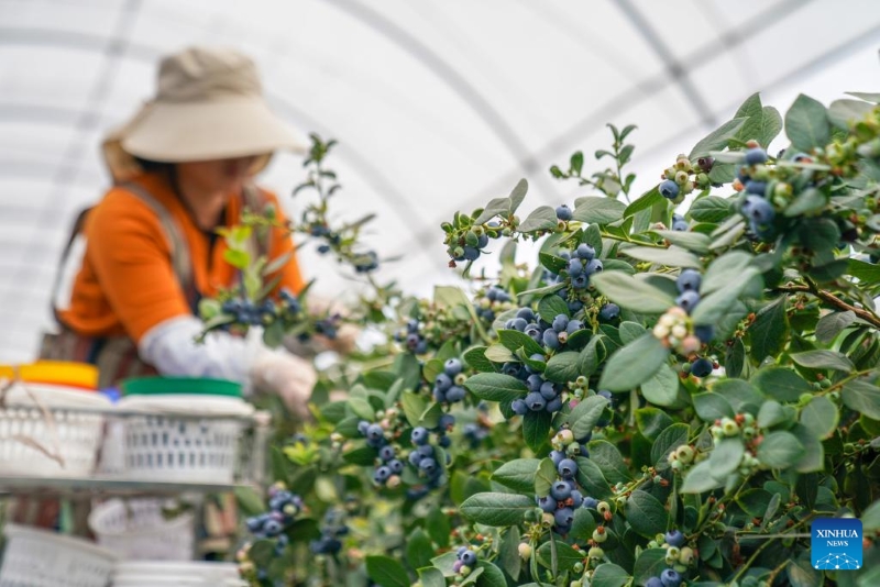 Yunnan : l'industrie de la myrtille prend de l'ampleur à Honghe