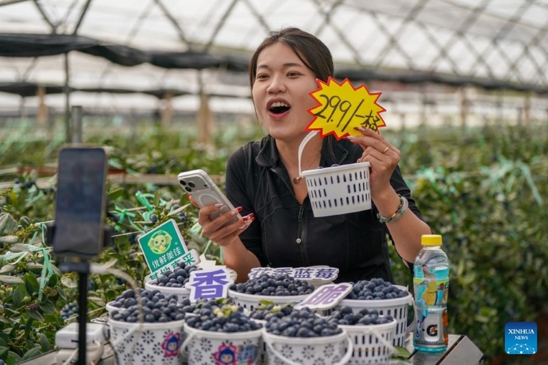 Yunnan : l'industrie de la myrtille prend de l'ampleur à Honghe