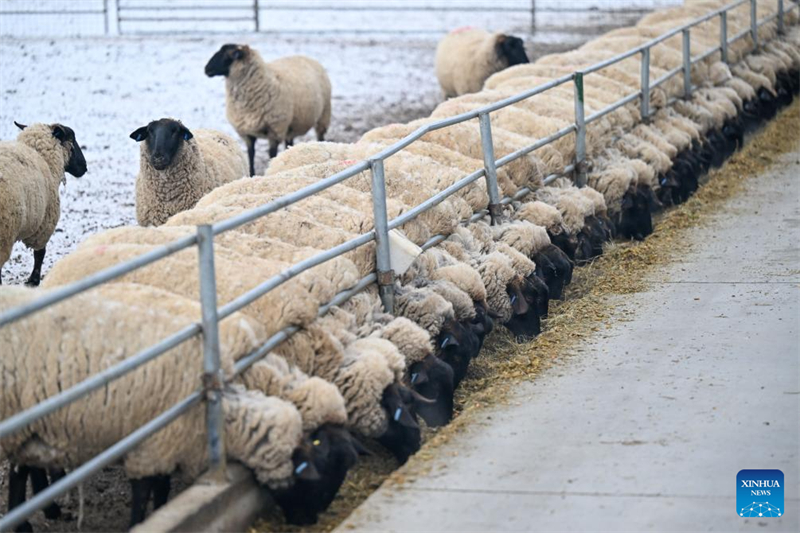 Photo prise le 3 mars 2026 montrant des moutons dans une bergerie du comté de Manas de la préfecture autonome Hui de Changji, dans la région autonome ouïgoure du Xinjiang (nord-ouest de la Chine). (Ding Lei/Xinhua)