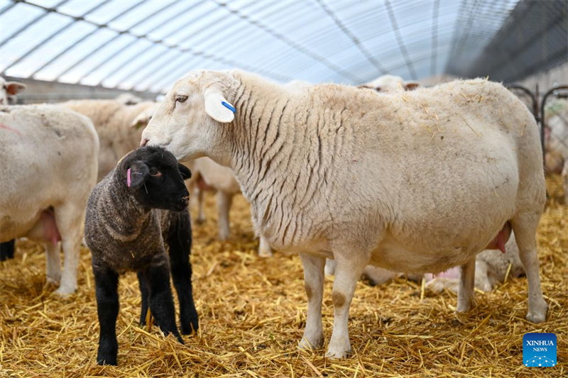 Xinjiang : le comté de Manas accélère l'amélioration de l'élevage ovin