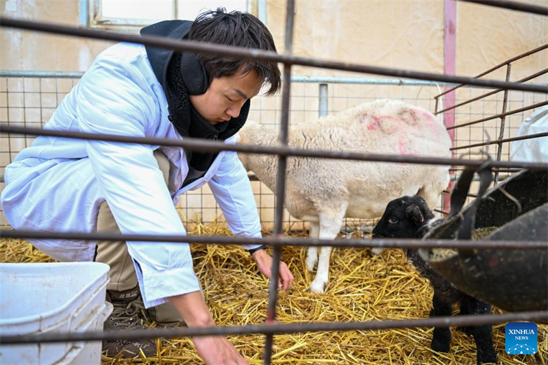 Xinjiang : le comté de Manas accélère l'amélioration de l'élevage ovin