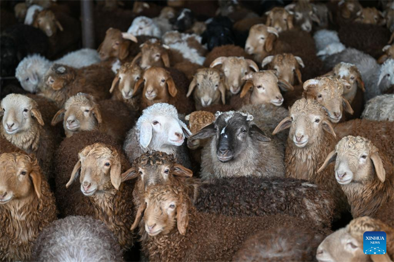 Xinjiang : le comté de Manas accélère l'amélioration de l'élevage ovin