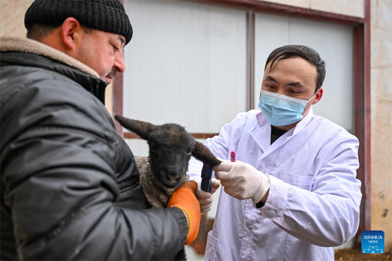 Xinjiang : le comté de Manas accélère l'amélioration de l'élevage ovin
