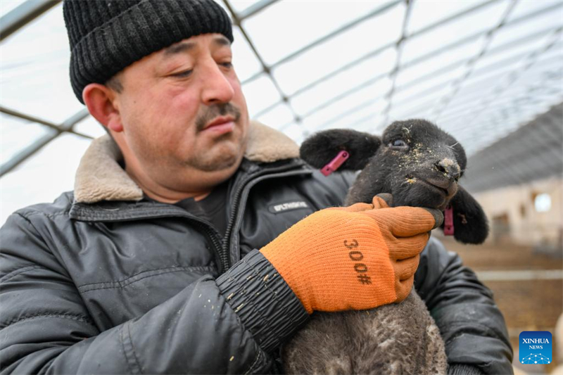 Xinjiang : le comté de Manas accélère l'amélioration de l'élevage ovin