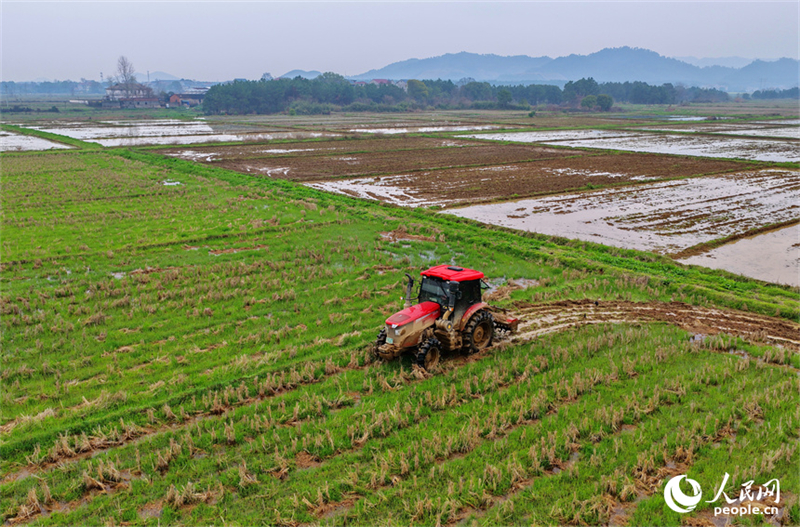 Jiangxi : les labours de printemps et les préparatifs agricoles battent leur plein à Jishui
