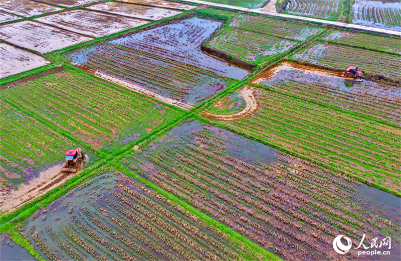 Jiangxi : les labours de printemps et les préparatifs agricoles battent leur plein à Jishui