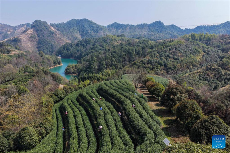 Zhejiang : les jardins de thé du comté de Wuyi entrent dans leur pleine saison de récolte
