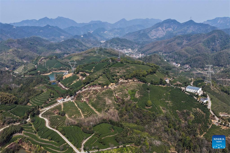 Zhejiang : les jardins de thé du comté de Wuyi entrent dans leur pleine saison de récolte