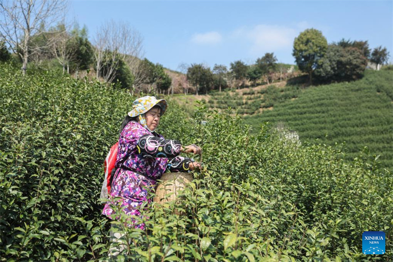 Zhejiang : les jardins de thé du comté de Wuyi entrent dans leur pleine saison de récolte