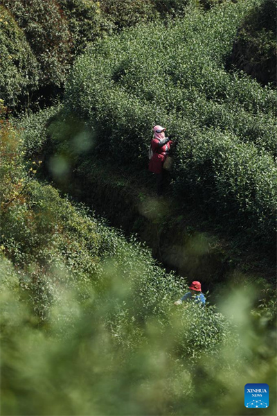 Zhejiang : les jardins de thé du comté de Wuyi entrent dans leur pleine saison de récolte