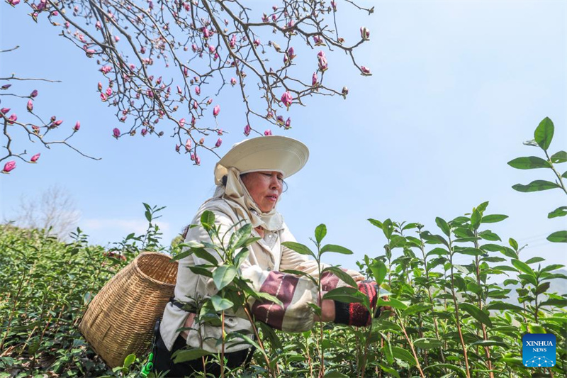 Zhejiang : les jardins de thé du comté de Wuyi entrent dans leur pleine saison de récolte