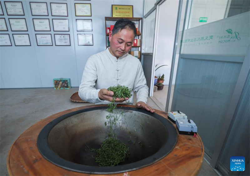 Zhejiang : les jardins de thé du comté de Wuyi entrent dans leur pleine saison de récolte