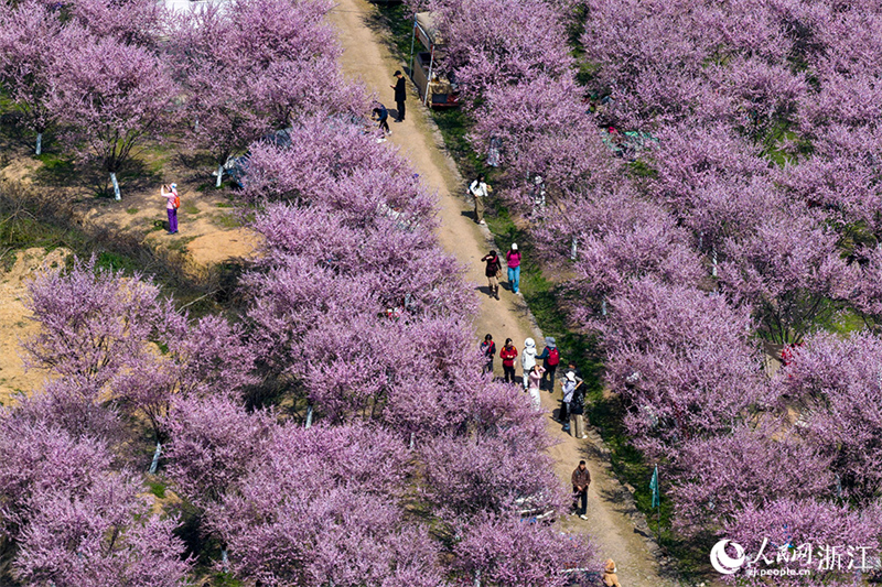 Zhejiang : une mer de fleurs et de visiteurs peignent un magnifique paysage printanier à Shengzhou