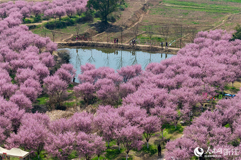 Zhejiang : une mer de fleurs et de visiteurs peignent un magnifique paysage printanier à Shengzhou