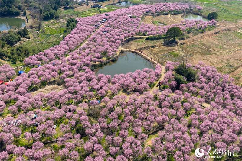 Zhejiang : une mer de fleurs et de visiteurs peignent un magnifique paysage printanier à Shengzhou