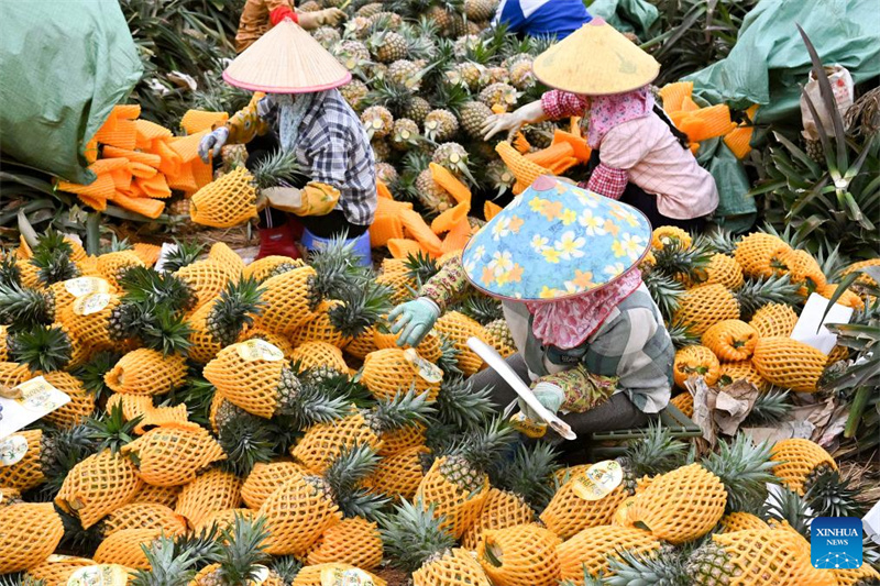 Hainan : l'emballage des ananas dans le canton de Dapo à Haikou