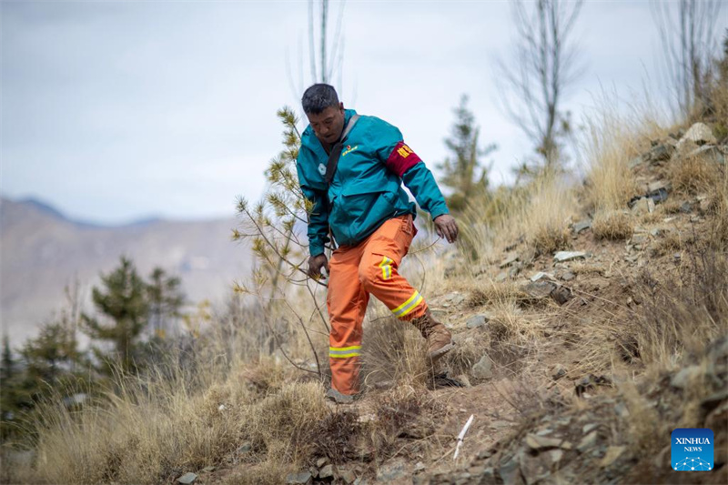 Xizang : un garde forestier veille depuis 14 ans sur une montagne verdoyante sur le « toit du monde »