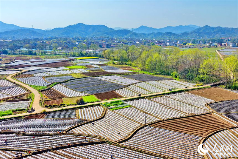 Jiangxi : les travaux agricoles battent leur plein à Xingguo