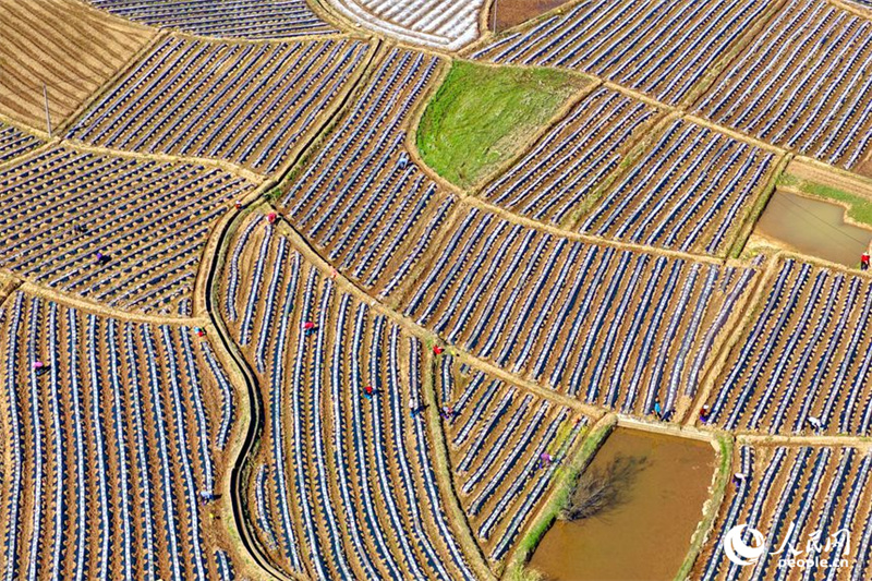 Jiangxi : les travaux agricoles battent leur plein à Xingguo