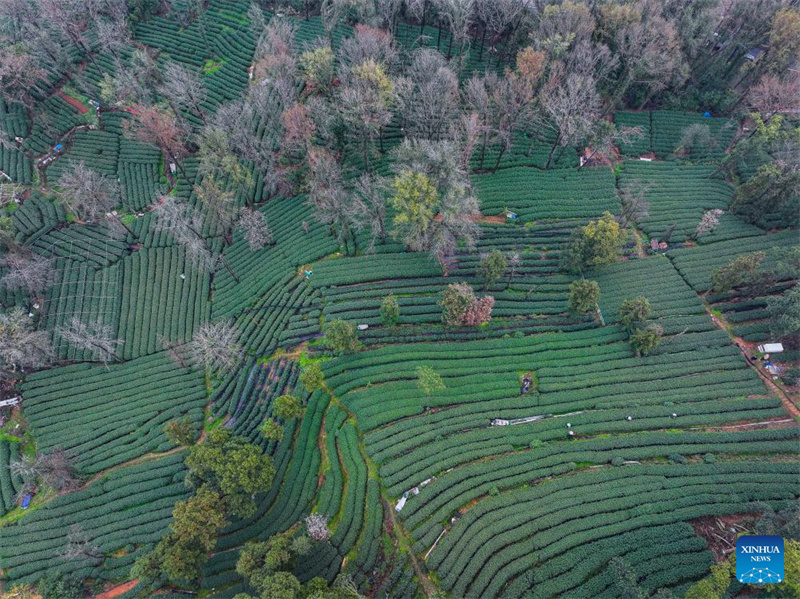 Zhejiang : les producteurs récoltent le thé Longjing du lac de l'Ouest à Hangzhou