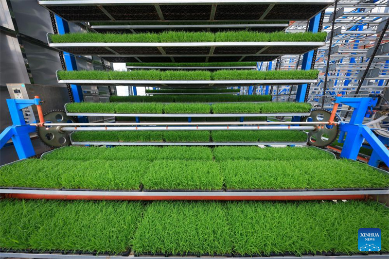 Guangdong : à Taishan, la technologie renforce la mécanisation du repiquage du riz