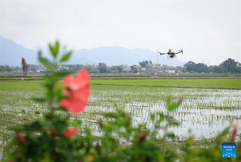 Guangdong : à Taishan, la technologie renforce la mécanisation du repiquage du riz