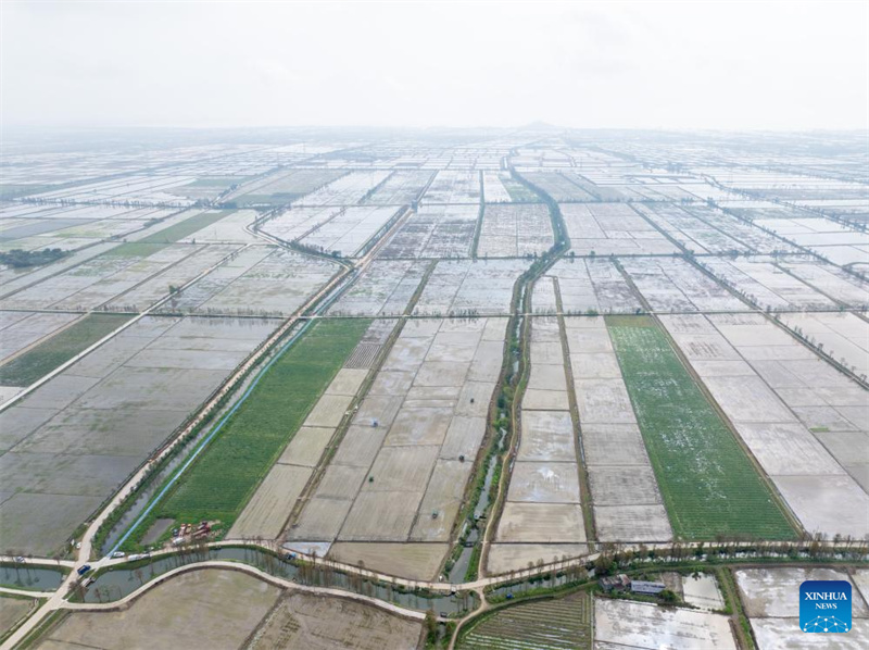 Guangdong : à Taishan, la technologie renforce la mécanisation du repiquage du riz